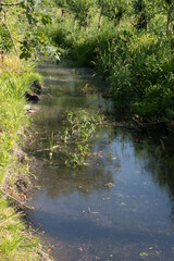 Pond life, watery friends