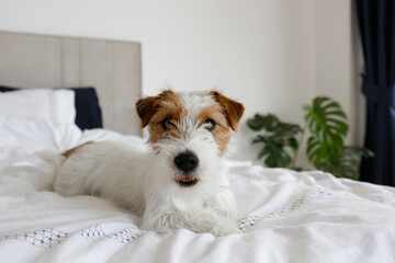 Super cute wire haired Jack Russel terrier puppy with folded ears on a bed with white linens. Small broken coated doggy on white bedsheets in a bedroom. Close up, copy space, background.