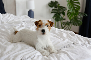Super cute wire haired Jack Russel terrier puppy with folded ears on a bed with white linens. Small...