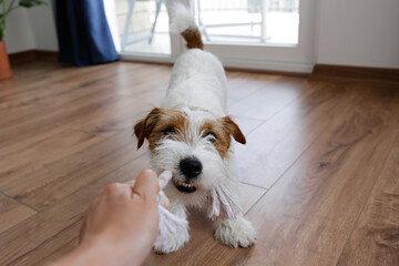 POV, young woman playing tug with wire haired Jack Russell Terrier puppy. Small broken coated dog with chewing rope for pets at home. Close up, copy space, background. - obrazy, fototapety, plakaty