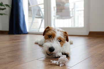 Wire Haired Jack Russell Terrier puppy playing with favorite toy. Small rough coated doggy with chewing rope for pets at home. Close up, copy space, cozy interior background