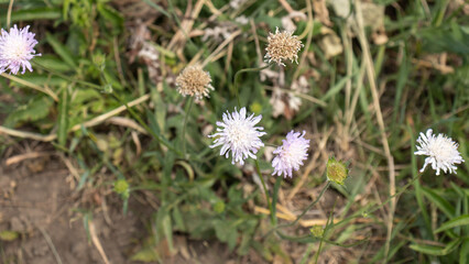 Wild flowers, close-up shots