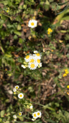 Wild flowers, close-up shots