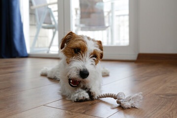 Wire Haired Jack Russell Terrier puppy playing with favorite toy. Small rough coated doggy with chewing rope for pets at home. Close up, copy space, cozy interior background