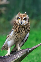 Obraz premium short-eared owl (Asio flammeus) sitting on the trunk