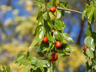 Ripe unabi fruits among the green foliage on a tree branch. Fruits of jujube. Ziziphus jujuba. Ripe juicy jujube berries among green foliage