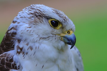 Obraz premium male hybrid peregrine and saker falcon portrait head close up