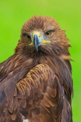 female golden eagle (Aquila chrysaetos) with green background