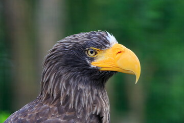 female Steller's sea eagle (Haliaeetus pelagicus) very nice portrait