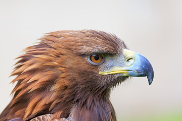 female golden eagle (Aquila chrysaetos) nice portrait