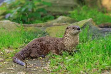 Eurasian otters (Lutra lutra) male in the grass