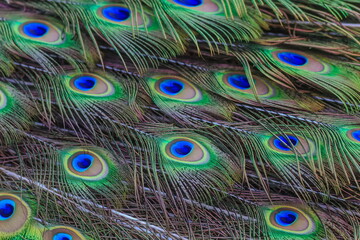 Obraz premium the pattern from peacock feathers