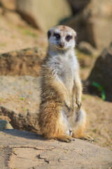 Naklejka na ściany i meble meerkat (Suricata suricatta) or suricate on guard