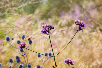 Verbena bonariensis flowers (Argentinian Vervain or Purpletop Vervain, Clustertop Vervain, Tall Verbena, Pretty Verbena) in garden