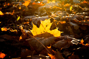 autumn leaves on the ground