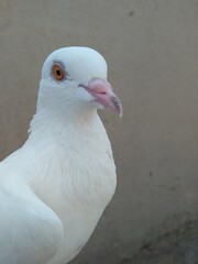 white dove on the beach