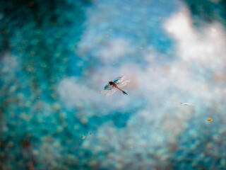 Fototapeta premium dragonfly in swimming pool