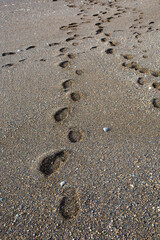 Texture or background of footprints in the fine sand of the sea