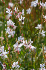 Gaura Lindheimeri ( White gaura) - plant species of the genus Gaura family kipreyny. Gaura Whirling butterflies in herb garden