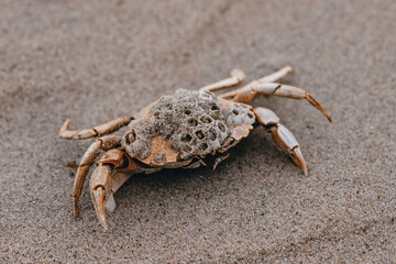crab on the sand