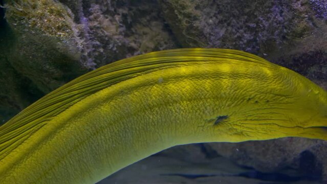 exotic fishes: couple yellow Muraenas