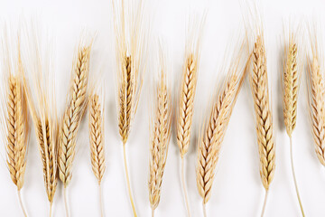 Bunch of golden wheat ears isolated on white background. Harvesting season concept. Copy space for text, closeup.