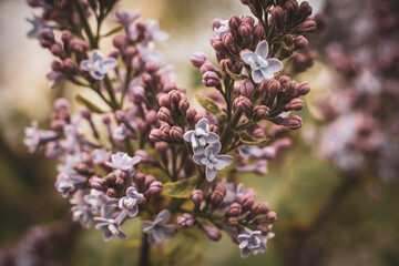 fresh blooming lilac flowers in spring