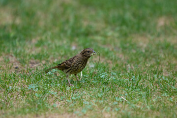 Close up of sooty bunting, Emberiza calandra, also known by its synonym Miliaria calandra feeding on the seeds on a ripe grass blade