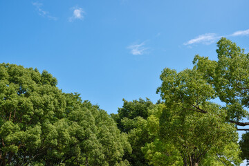樹木と青空