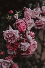 pink wild roses growing in a garden during summer