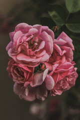 pink wild roses growing in a garden during summer