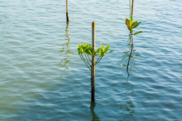 mangroves,Mangrove Tree of Mangrove Forest. Seedlings grown on the coast Planted to take care of the coast Small trees of mangrove trees are growing. At Samsarn Island, Chonburi.Thailand.