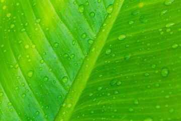 Background green macro leaf,A beautiful fresh green leaf covered with raindrops and highlighted by the sun. The plant has a beautiful expressive structure