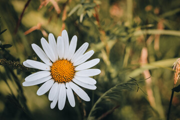 Wild white daisy in a field during summer close up