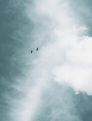 birds flying in the sky, blue cloudy sky
