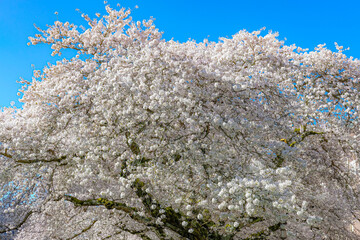 The cherry trees at the Univ. of Washington are nearly a hundred years old. During the Cherry Blossom Festival the trees are filled with clouds of blossoms, that contrast with the mossy old trunks.