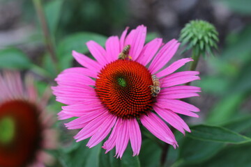 Close up of a pink coneflower - echinacea with two bees on it
