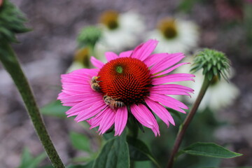 Close up of a pink coneflower - echinacea with two bees on it