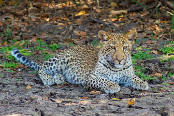 Leopard cub resting in zambia