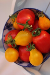 Fresh tomatoes ripe from garden harvest organic