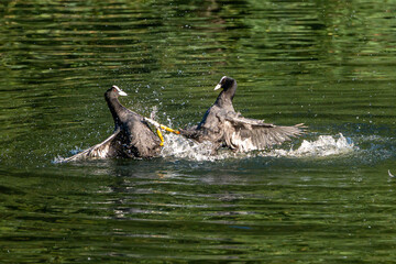 Coot water bird, Fulica atra, aggressive behaviour and fighting over a mate and territory