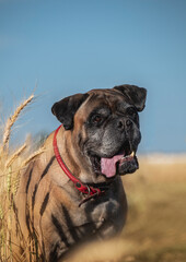 portrait of a dog