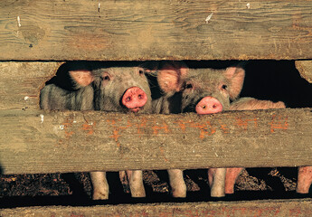 Two piglets looking through a fence in a barn near Salem, Oregon