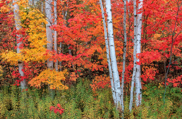 Birch and vine maple trees showing their fall color in Northern Michigan, USA