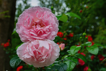 Fototapeta premium A beautiful rose flower on a background of green leaves. Delicate petals. Pleasant aroma