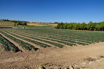 Fototapeta na wymiar Champ de brocolis. Andalousie. Espagne.