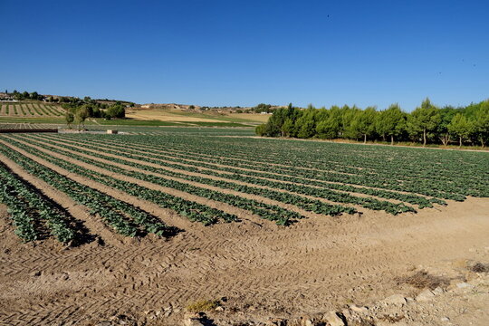 Champ de brocolis. Andalousie. Espagne.