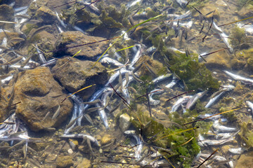tote fische im Wasser