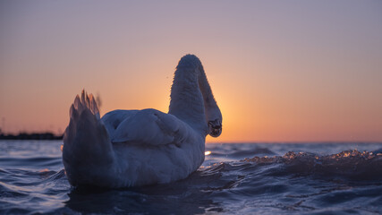 a swan at sunrise at lake balaton