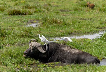Plexiglas foto achterwand buffalo in the wild with bird © Posztós János